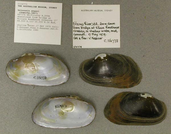 specimen