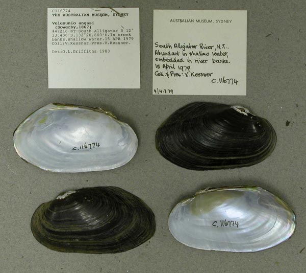 specimen