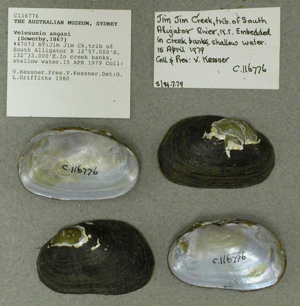 specimen