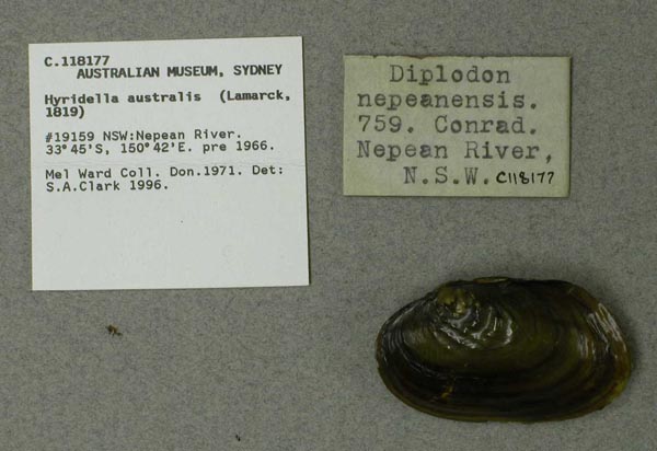 specimen