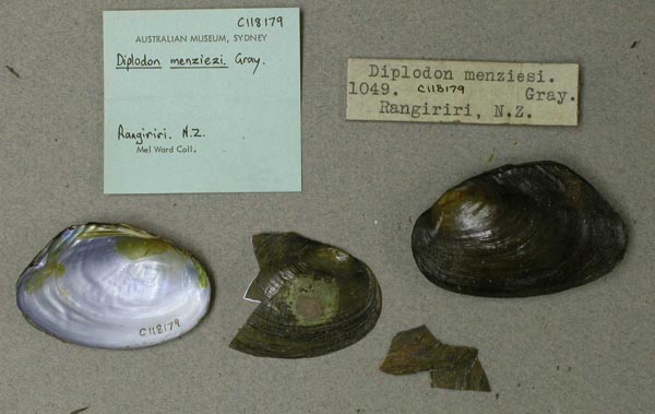 specimen