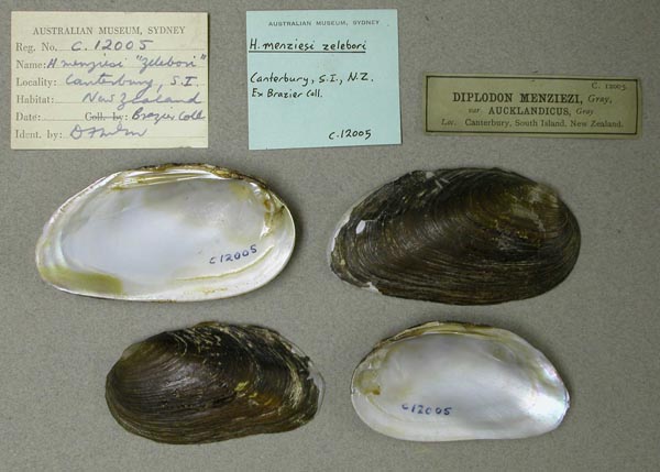 specimen