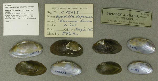 specimen