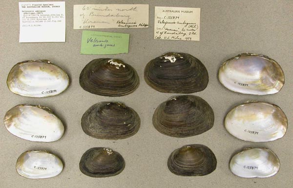 specimen
