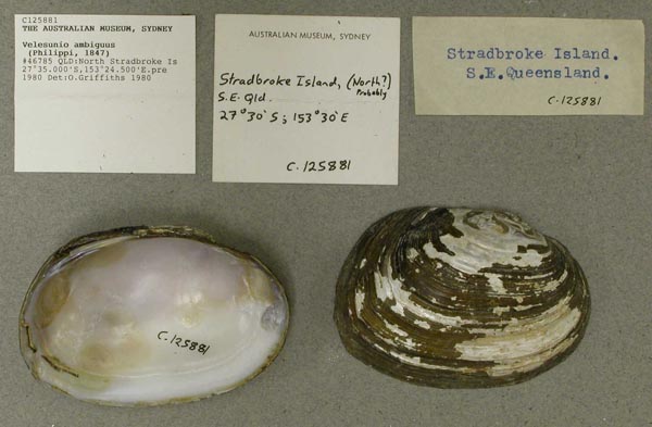 specimen