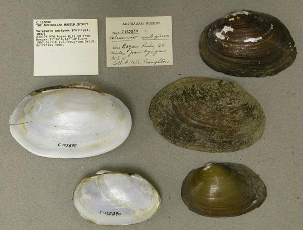 specimen