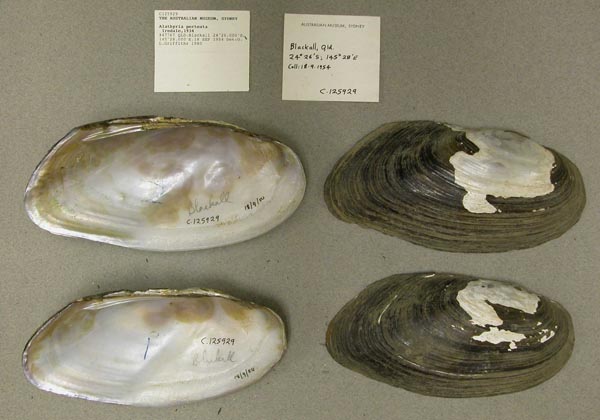 specimen