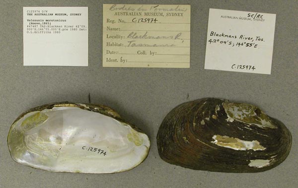 specimen
