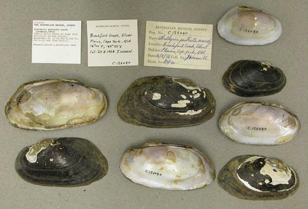 specimen