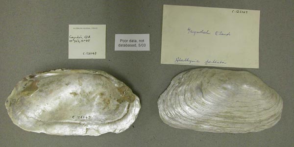 specimen