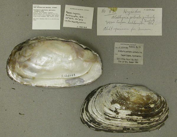 specimen