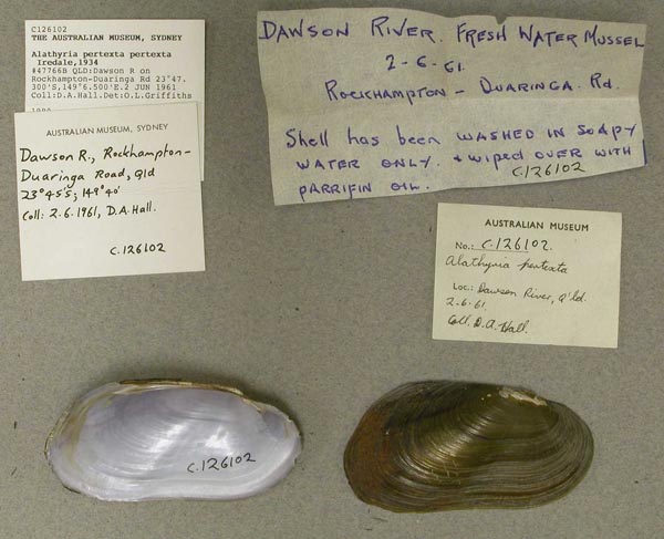 specimen