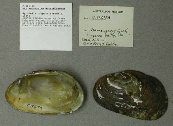 specimen