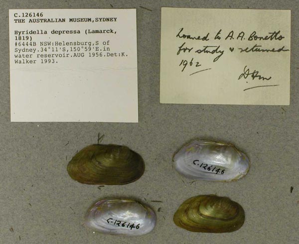 specimen