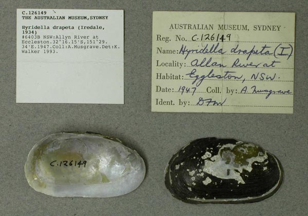 specimen
