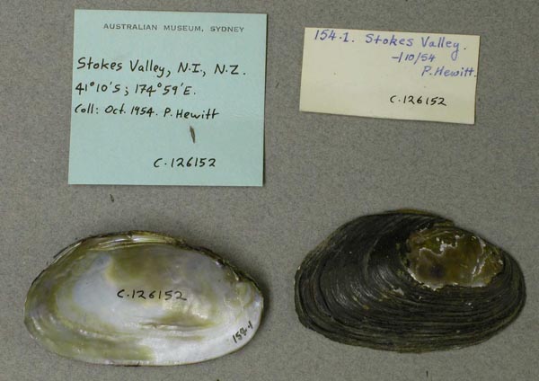 specimen