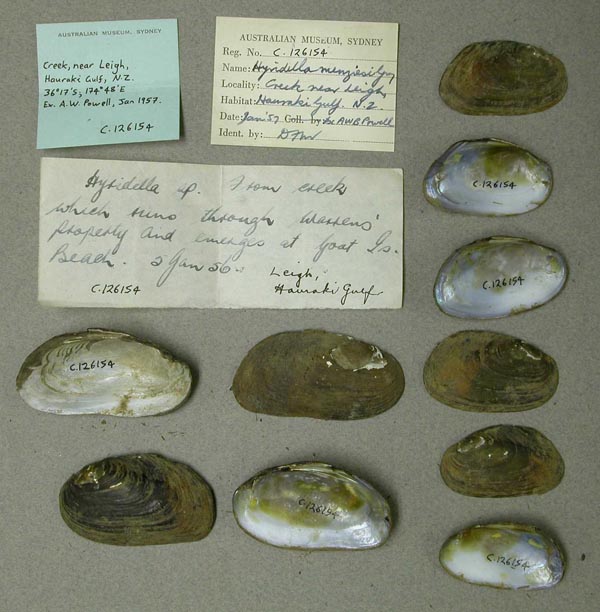 specimen