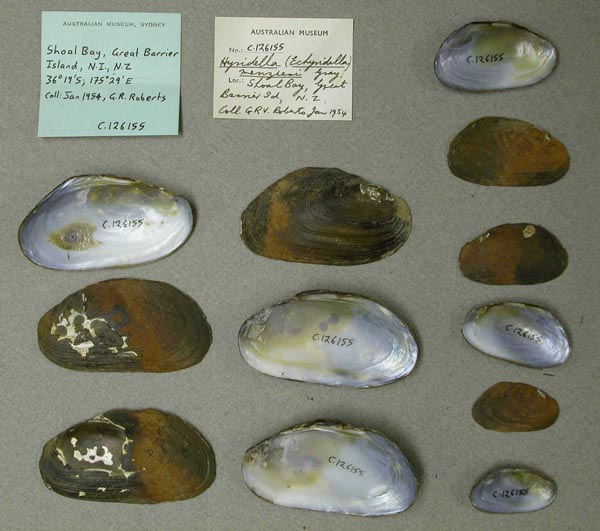 specimen