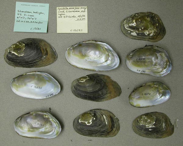 specimen