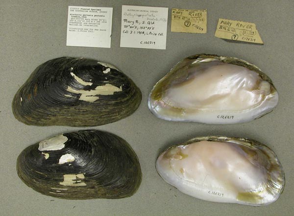 specimen