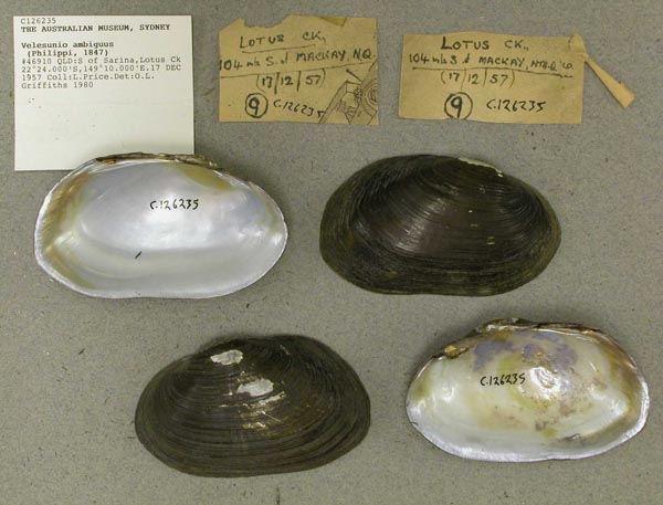 specimen