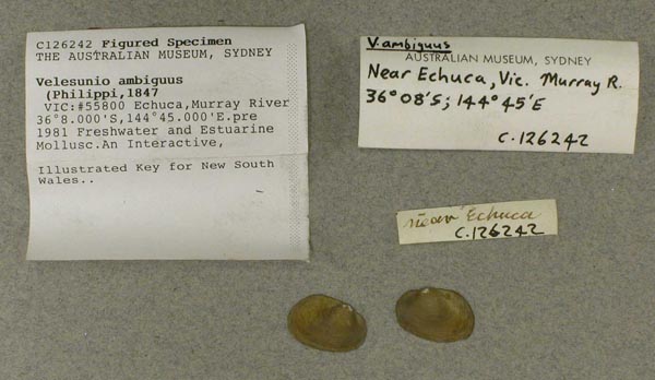 specimen