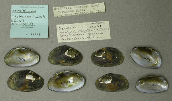 specimen