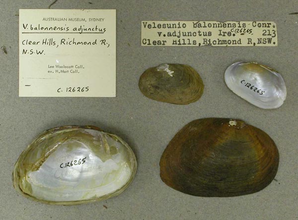 specimen