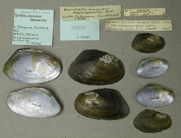 specimen