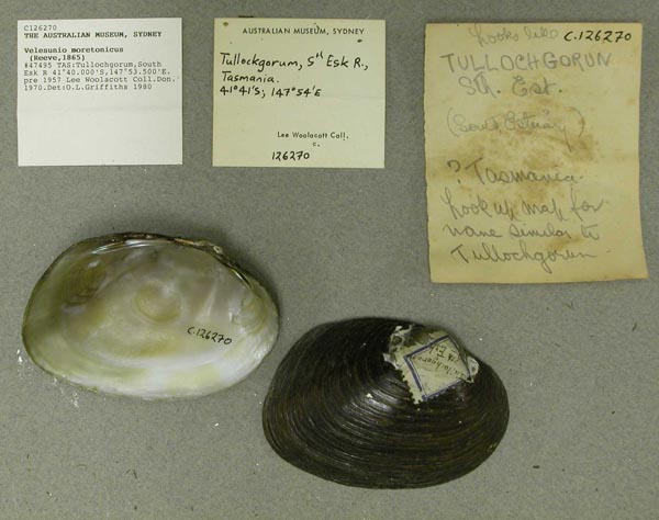 specimen