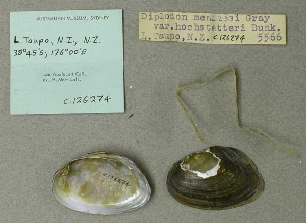 specimen