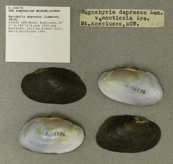 specimen