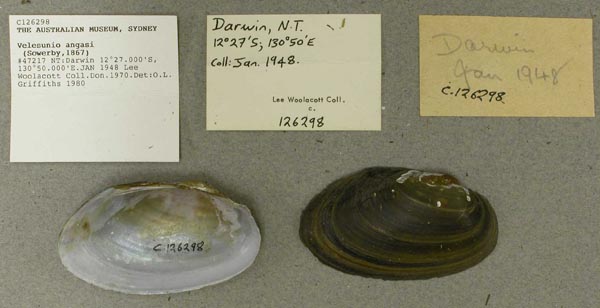 specimen