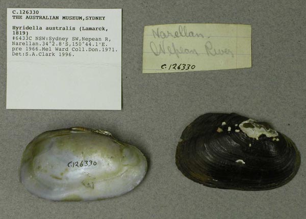 specimen
