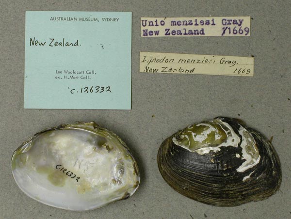 specimen