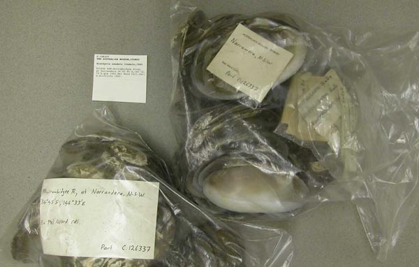 specimen