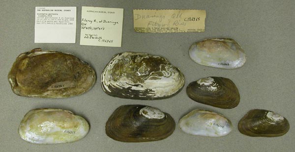 specimen