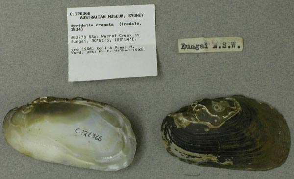 specimen