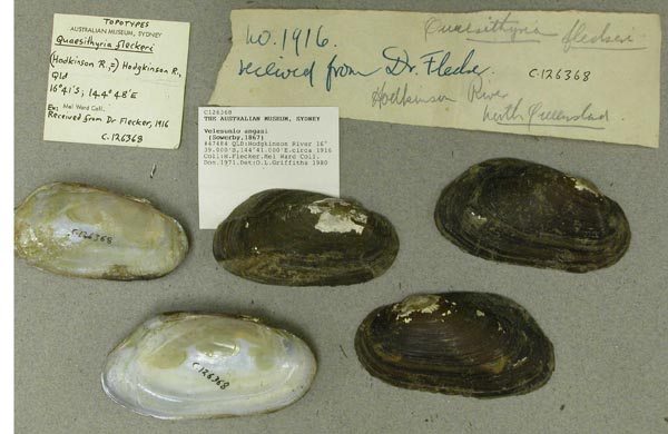 specimen