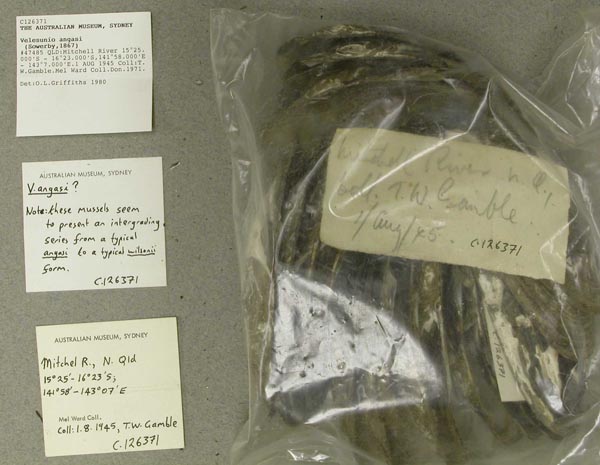 specimen