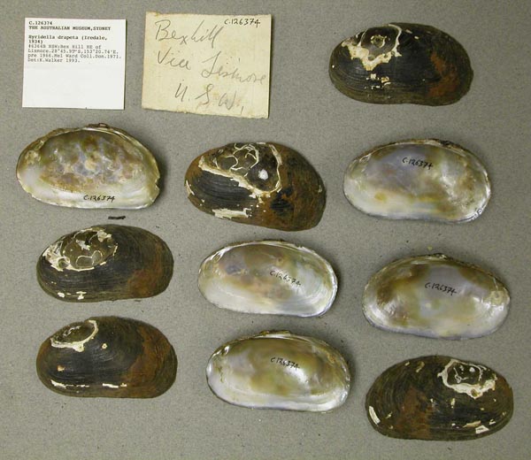 specimen