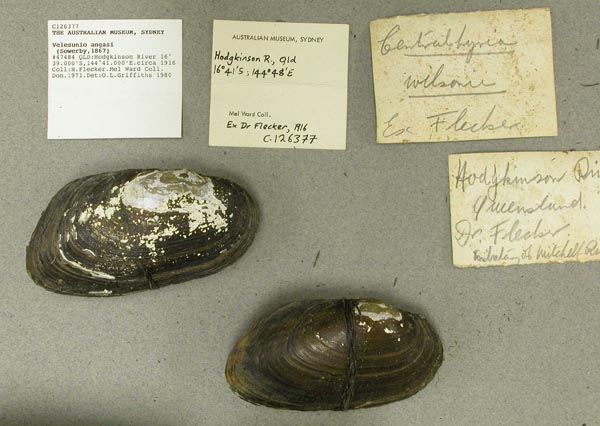 specimen