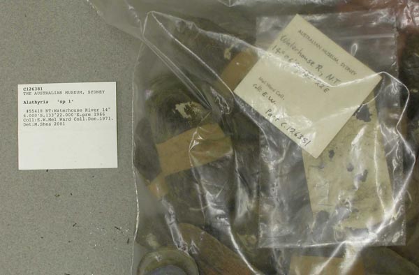 specimen