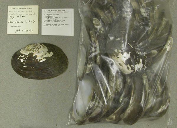 specimen