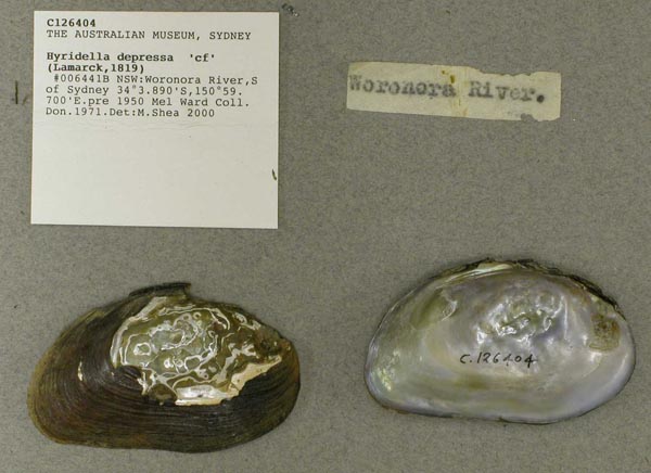 specimen