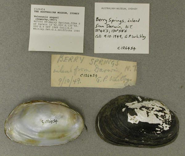 specimen