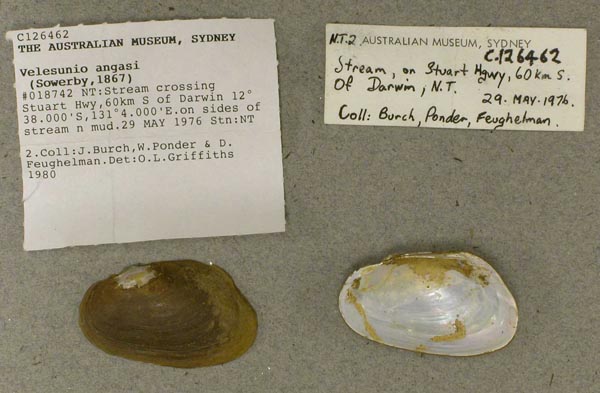 specimen