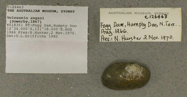 specimen
