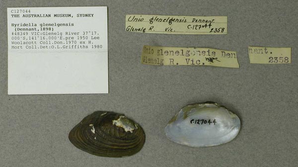 specimen