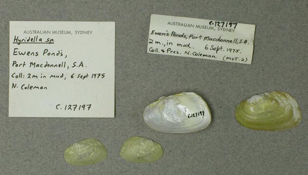 specimen